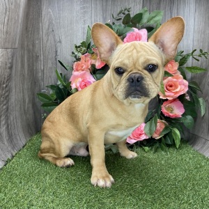 French Bulldog Puppy Danske