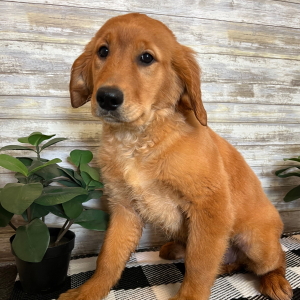 Golden Retriever Puppy Layla