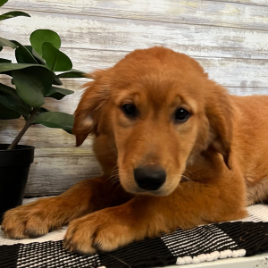 Golden Retriever Puppy Layla