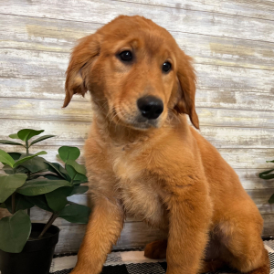 Golden Retriever Puppy Layla