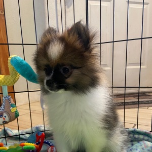 Pomeranian Puppy Ziggy