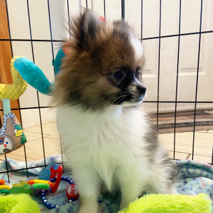 Pomeranian Puppy Ziggy