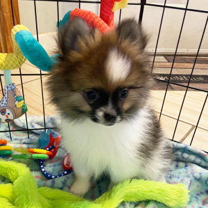 Pomeranian Puppy Ziggy