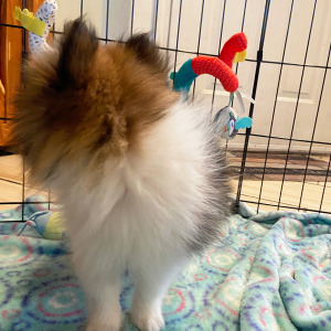 Pomeranian Puppy Ziggy