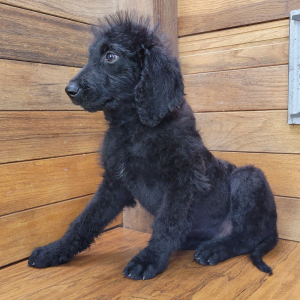 Labradoodle Puppy Rex