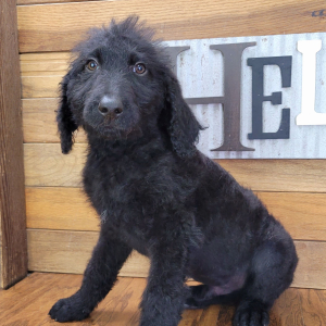 Labradoodle Puppy Rex
