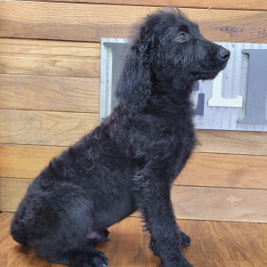 Labradoodle Puppy Rex