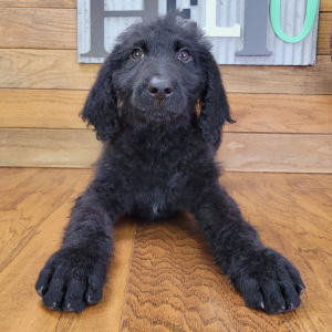 Labradoodle Puppy Rex