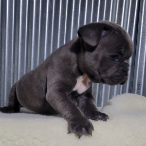 French Bulldog Puppy Kerry
