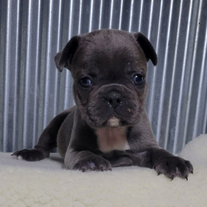 French Bulldog Puppy Kerry