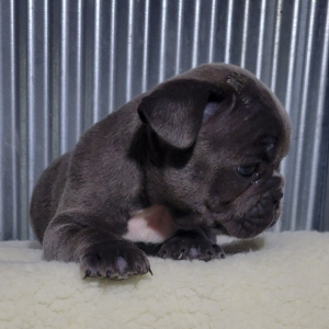French Bulldog Puppy Kerry