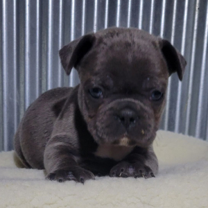 French Bulldog Puppy Kerry