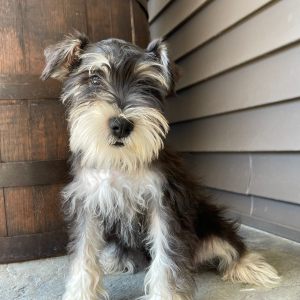 Miniature Schnauzer Puppy Chester