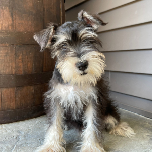 Miniature Schnauzer Puppy Chester