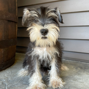 Miniature Schnauzer Puppy Chester