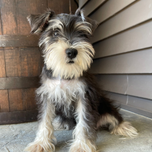 Miniature Schnauzer Puppy Chester