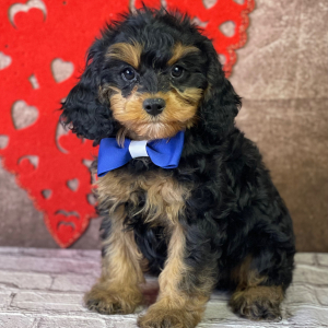 Cavapoo Puppy Adams