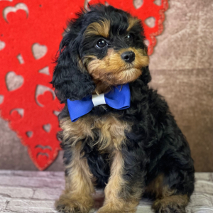 Cavapoo Puppy Adams