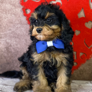 Cavapoo Puppy Adams