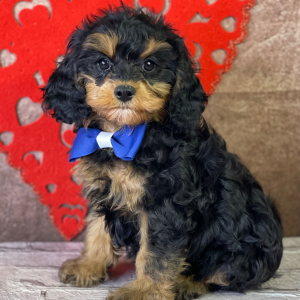 Cavapoo Puppy Adams
