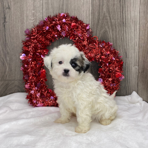 Shichon Puppy Kandice