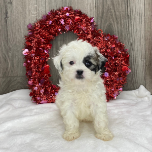 Shichon Puppy Kandice