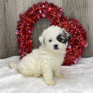 Shichon Puppy Kandice