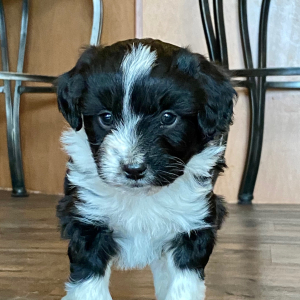 Australian Shepherd Puppy Ace