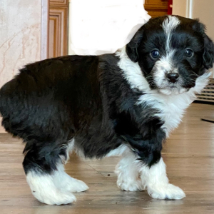 Australian Shepherd Puppy Ace
