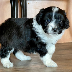 Australian Shepherd Puppy Ace