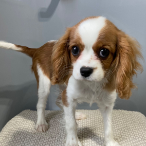 Cavalier King Charles Spaniel Puppy Susie