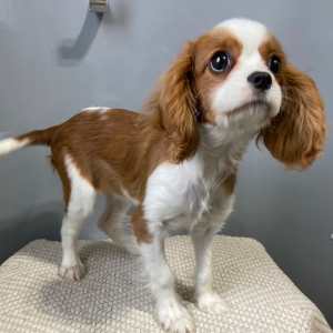 Cavalier King Charles Spaniel Puppy Susie