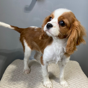 Cavalier King Charles Spaniel Puppy Susie