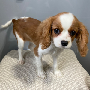 Cavalier King Charles Spaniel Puppy Susie