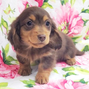 Dachshund Puppy Goby