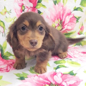 Dachshund Puppy Goby