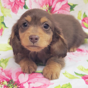 Dachshund Puppy Goby