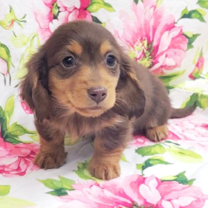 Dachshund Puppy Goby