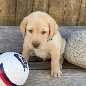 Labrador Retriever Puppy Luka