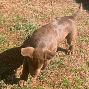 Labrador Retriever Puppy Korie