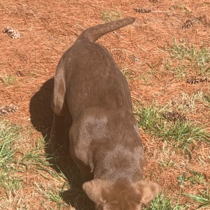 Labrador Retriever Puppy Korie