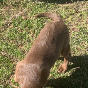 Labrador Retriever Puppy Korie