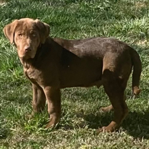 Labrador Retriever Puppy Korie