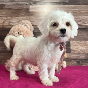 Cavapoo Puppy Snow White