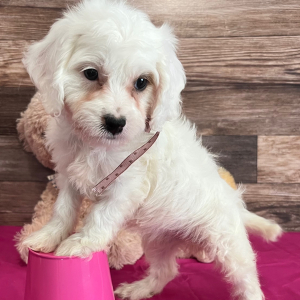 Cavapoo Puppy Snow White
