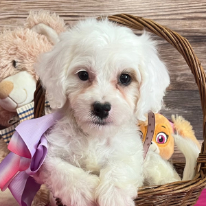 Cavapoo Puppy Snow White