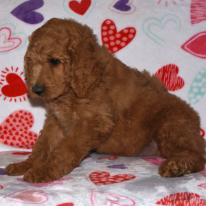 Labradoodle Puppy Archie
