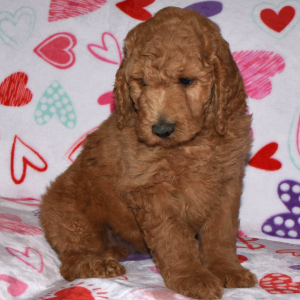 Labradoodle Puppy Archie