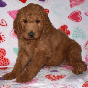 Labradoodle Puppy Archie