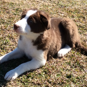 Border Collie Puppy Sassy Lady